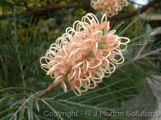 Grevillia Misty pink 